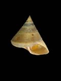 Calliostoma granulatum